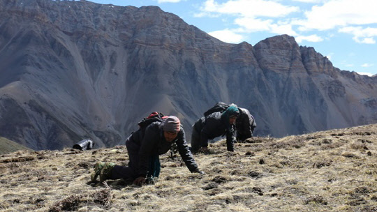 EBS 1TV 세계기행은 네팔 히말라야 도타랍 마을을 찾아 동충하초를 채취하며 생계를 이어가는 마을 사람들을 만난다.  EBS 제공